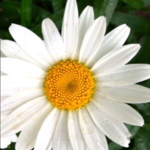 Meet your Posher, Daisy